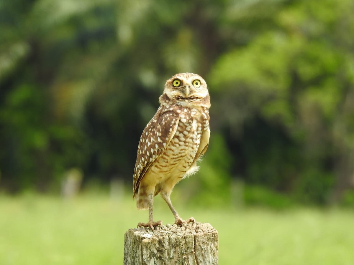 Burrowing Owl - ML430817881