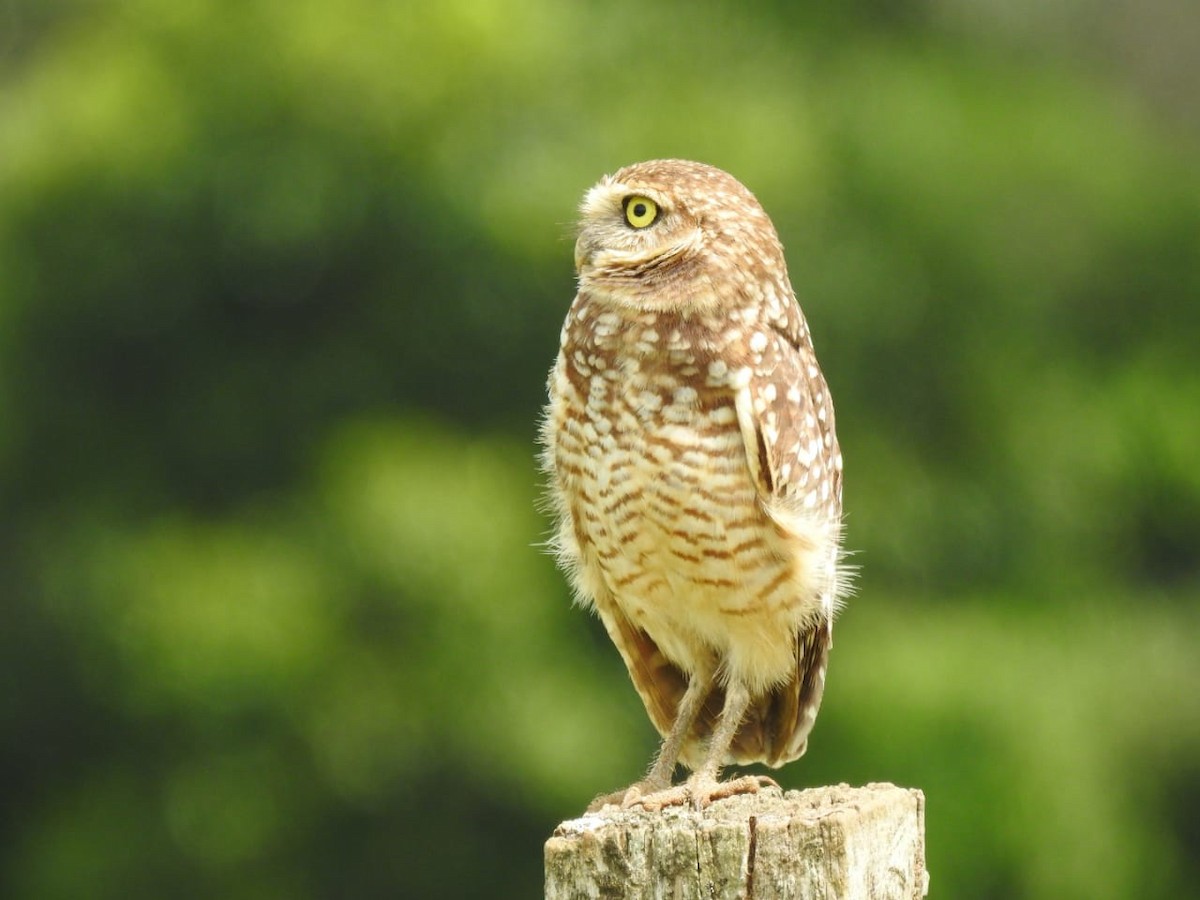 Burrowing Owl - ML430817891