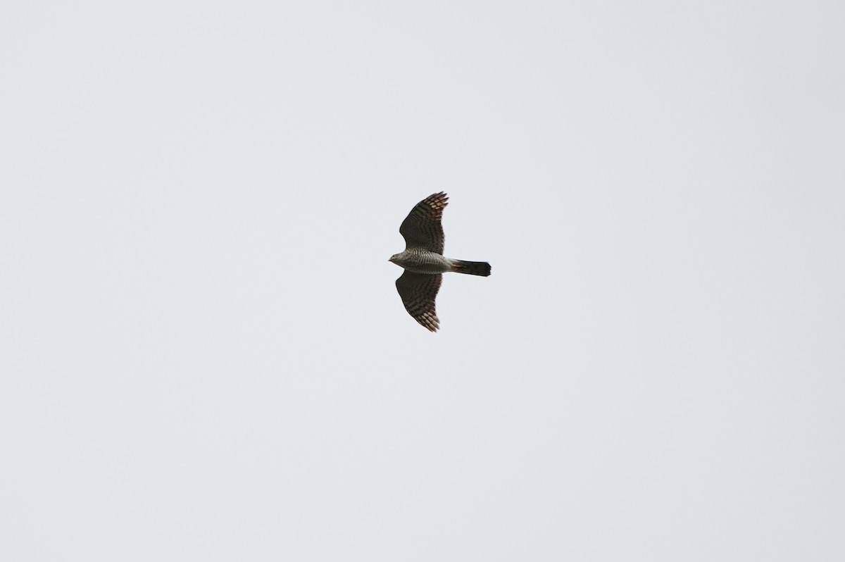 Eurasian Sparrowhawk - ML430818221