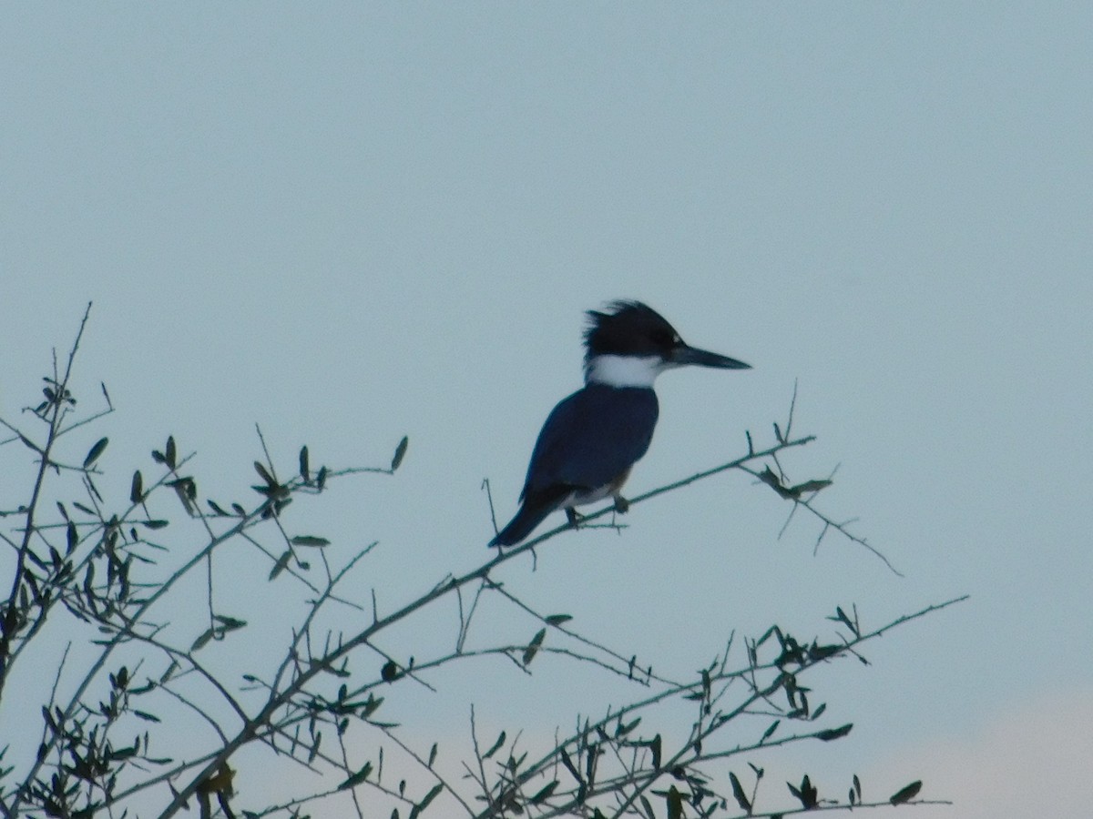 Belted Kingfisher - ML43081861