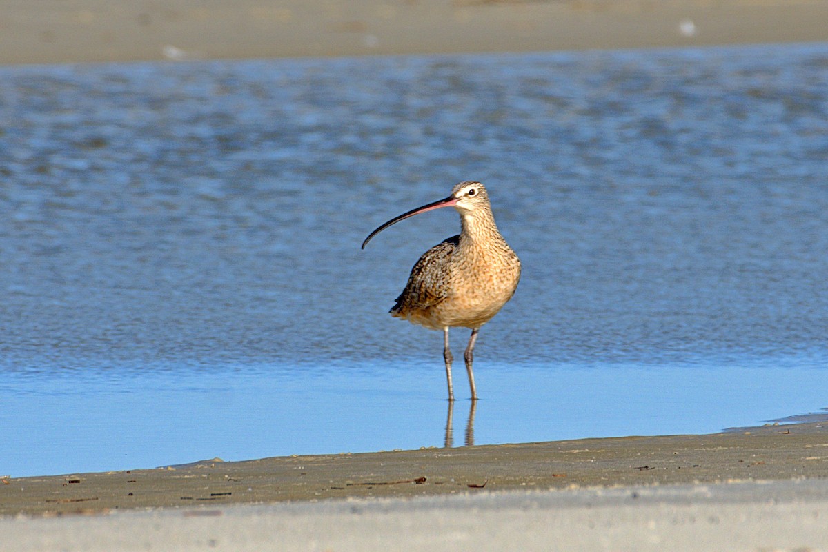 Long-billed Curlew - ML430818681