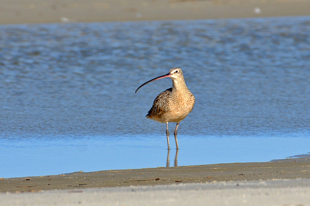 Rostbrachvogel - ML430818681