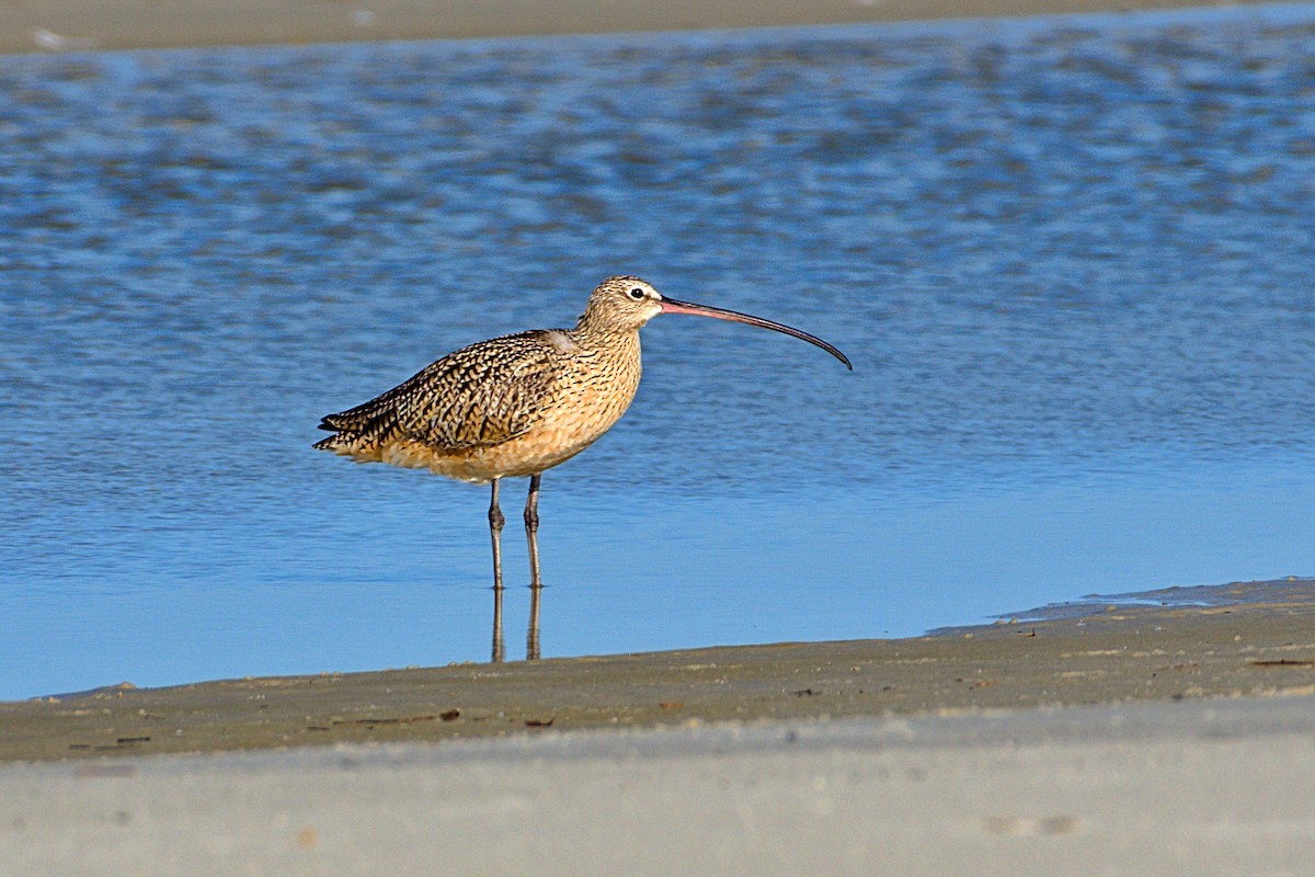 Long-billed Curlew - ML430818701