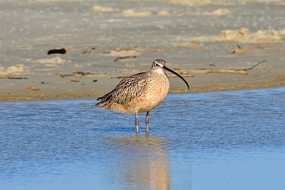 Long-billed Curlew - Amanda Keevan