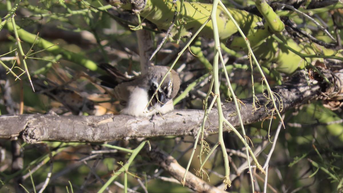 Black-throated Sparrow - ML430820021