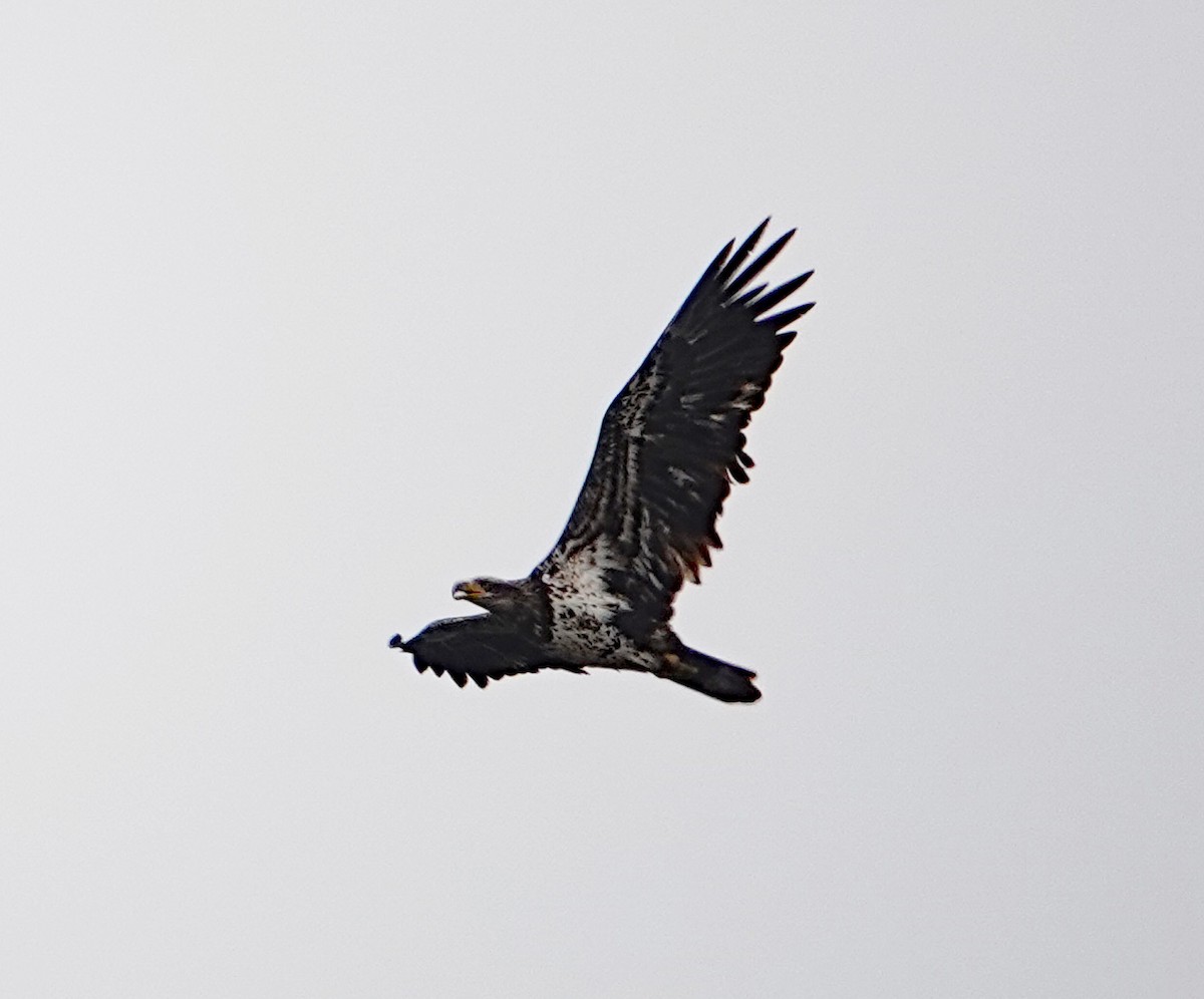 Bald Eagle - ML430821711