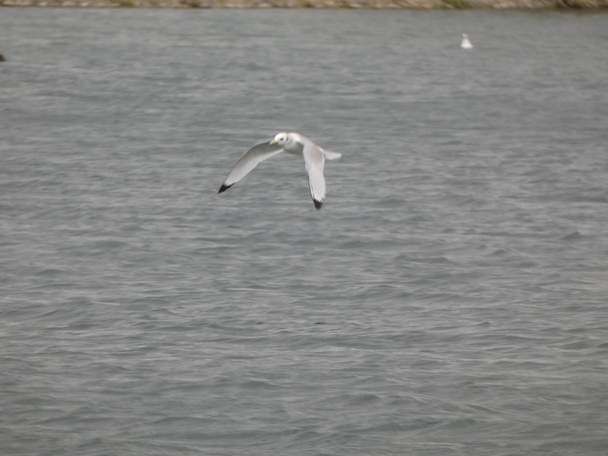 Black-legged Kittiwake - ML430821881