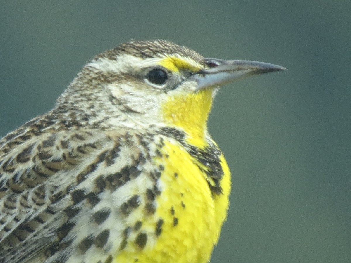 Western Meadowlark - ML430821971