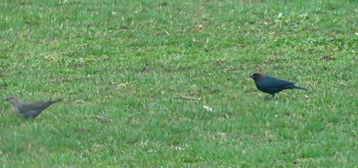 Brown-headed Cowbird - ML430825361