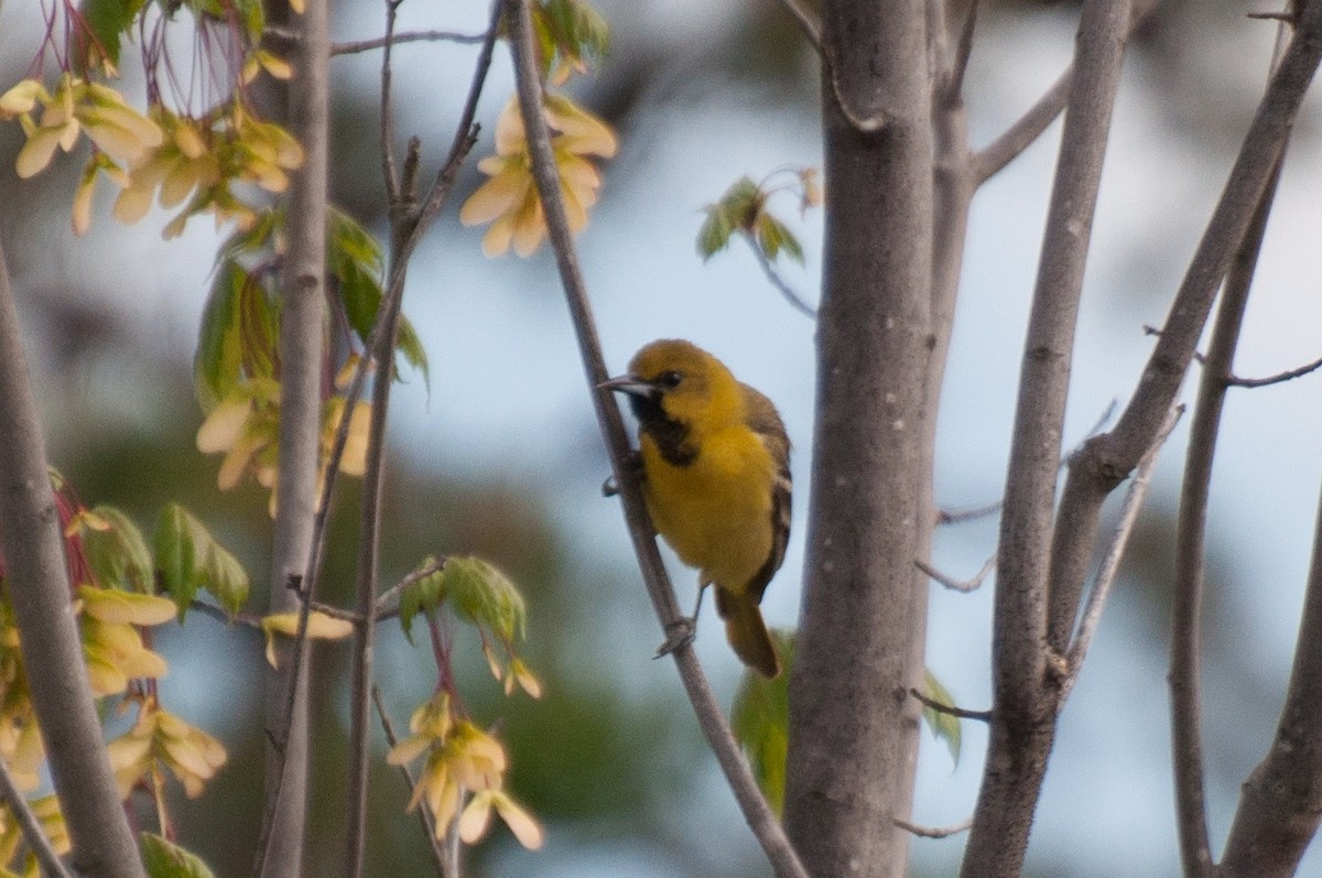 Orchard Oriole - ML430826111