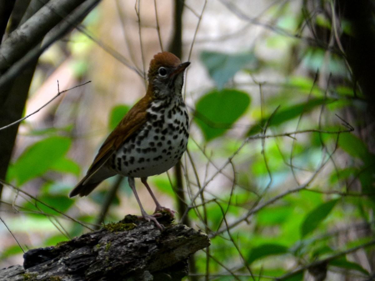 Wood Thrush - ML430826421