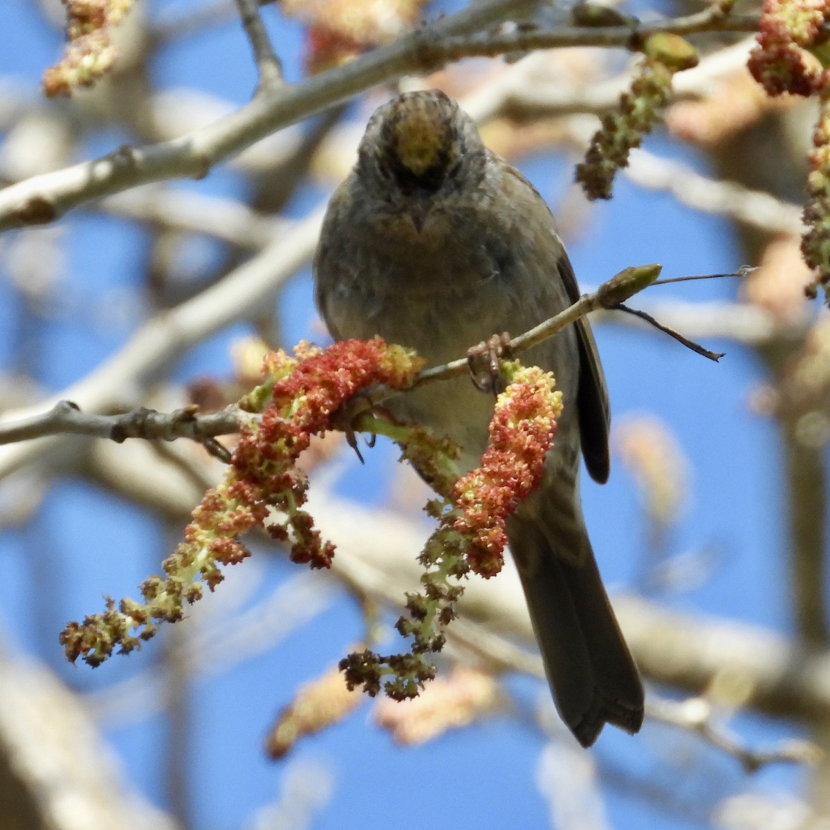 Golden-crowned Sparrow - ML430826991