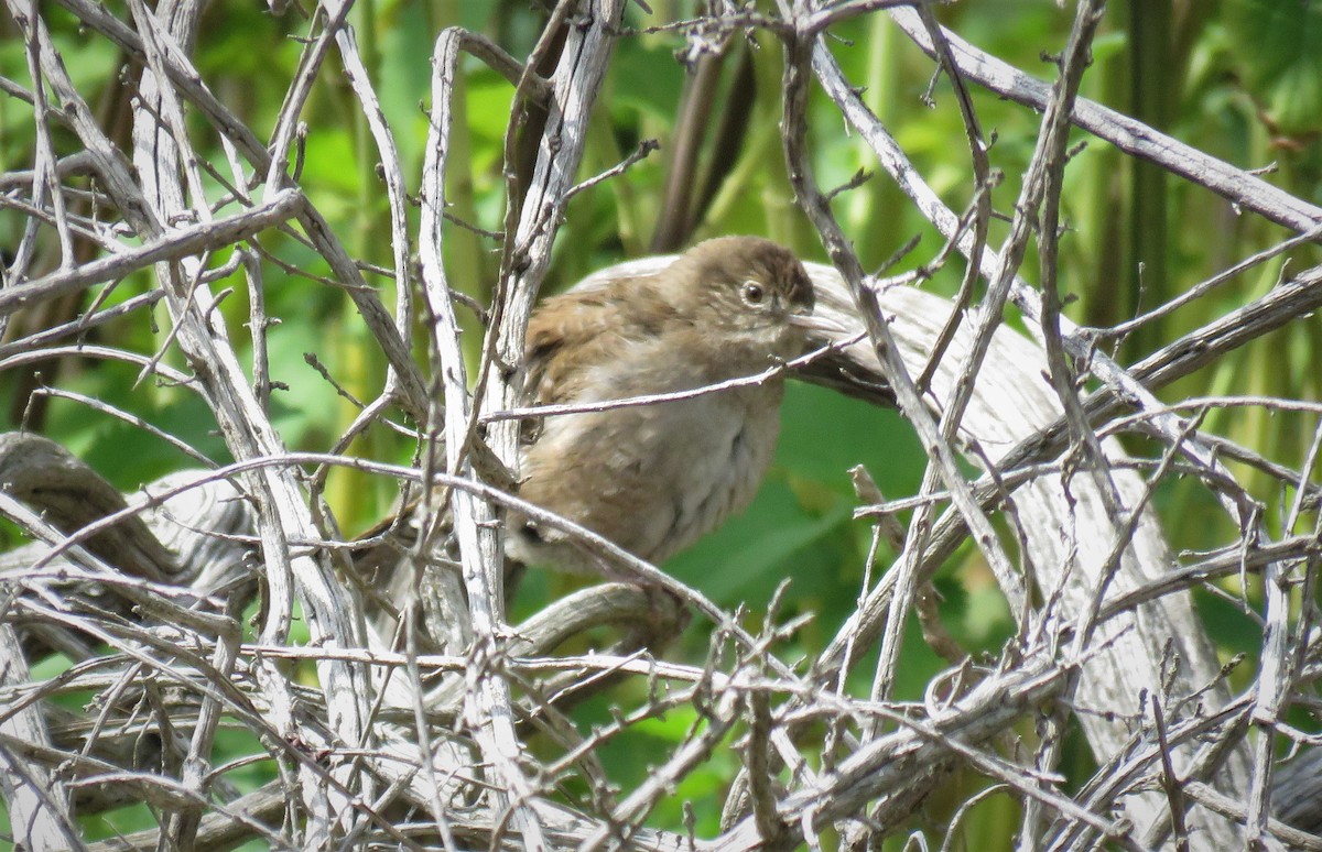 House Wren (Northern) - ML430827401