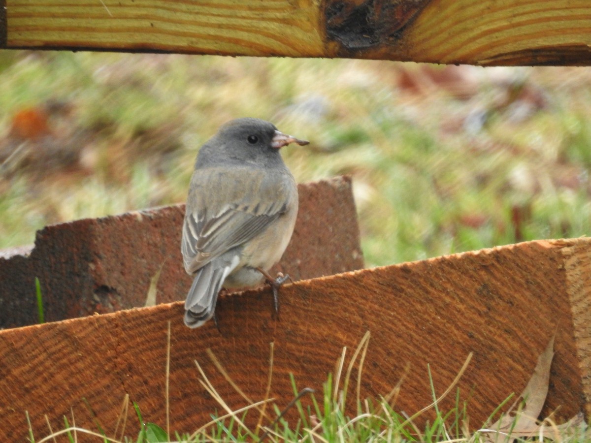 ユキヒメドリ - ML430828091