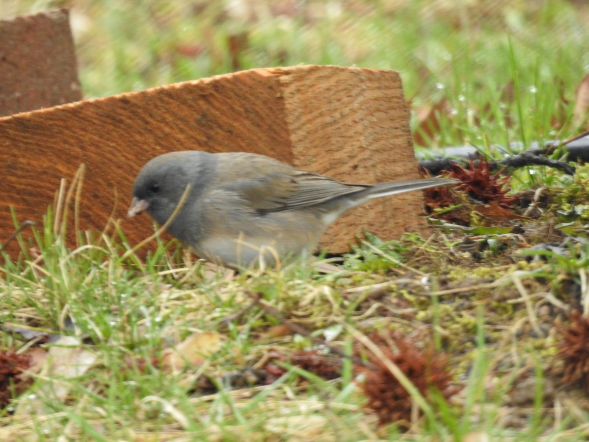 ユキヒメドリ - ML430828101