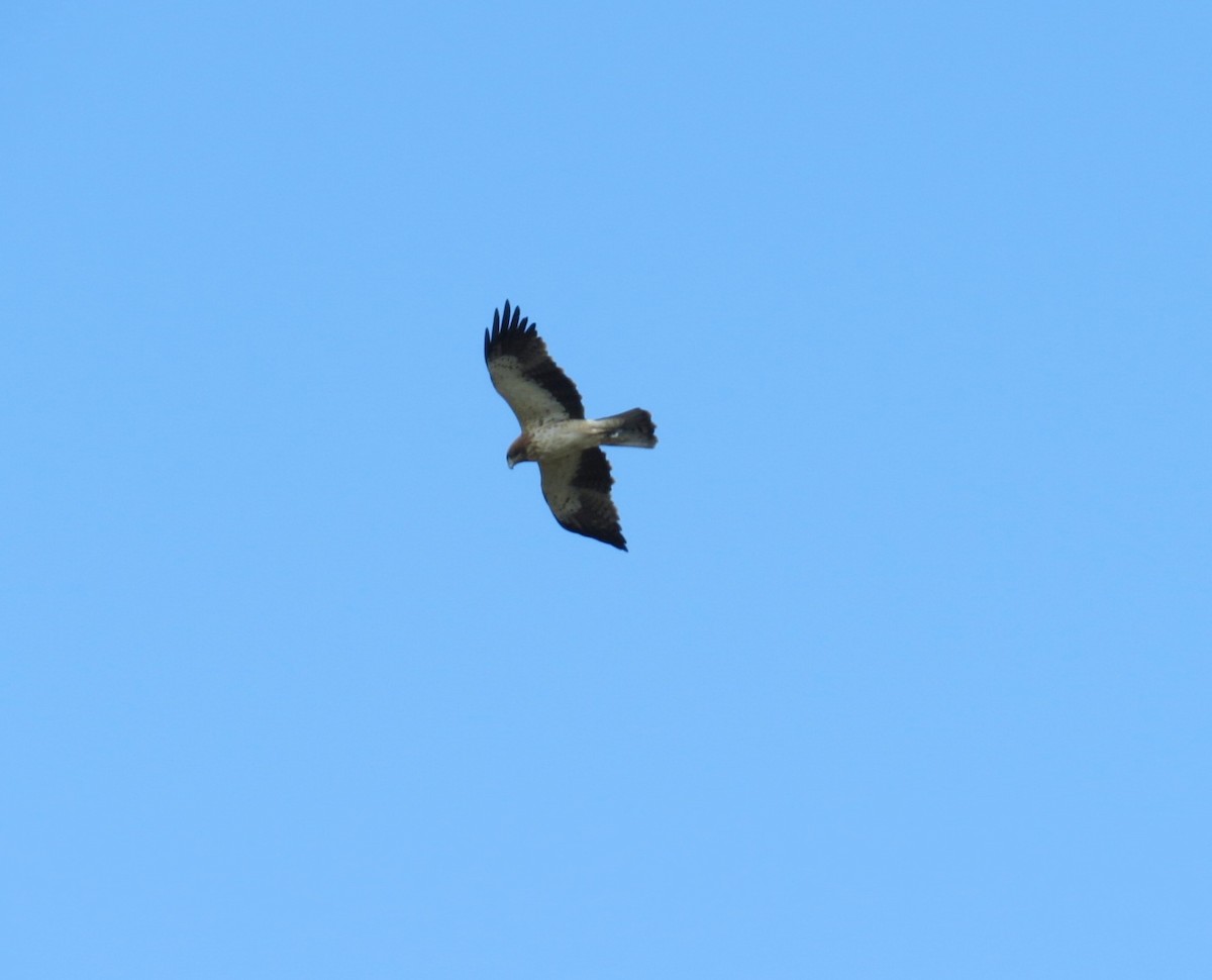 Booted Eagle - ML430828341