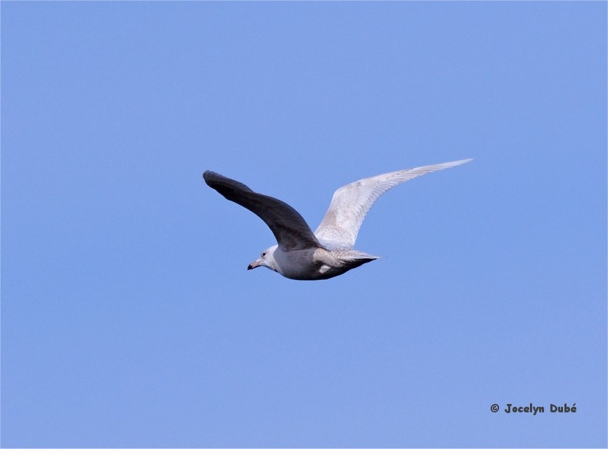 Glaucous Gull - ML430832581