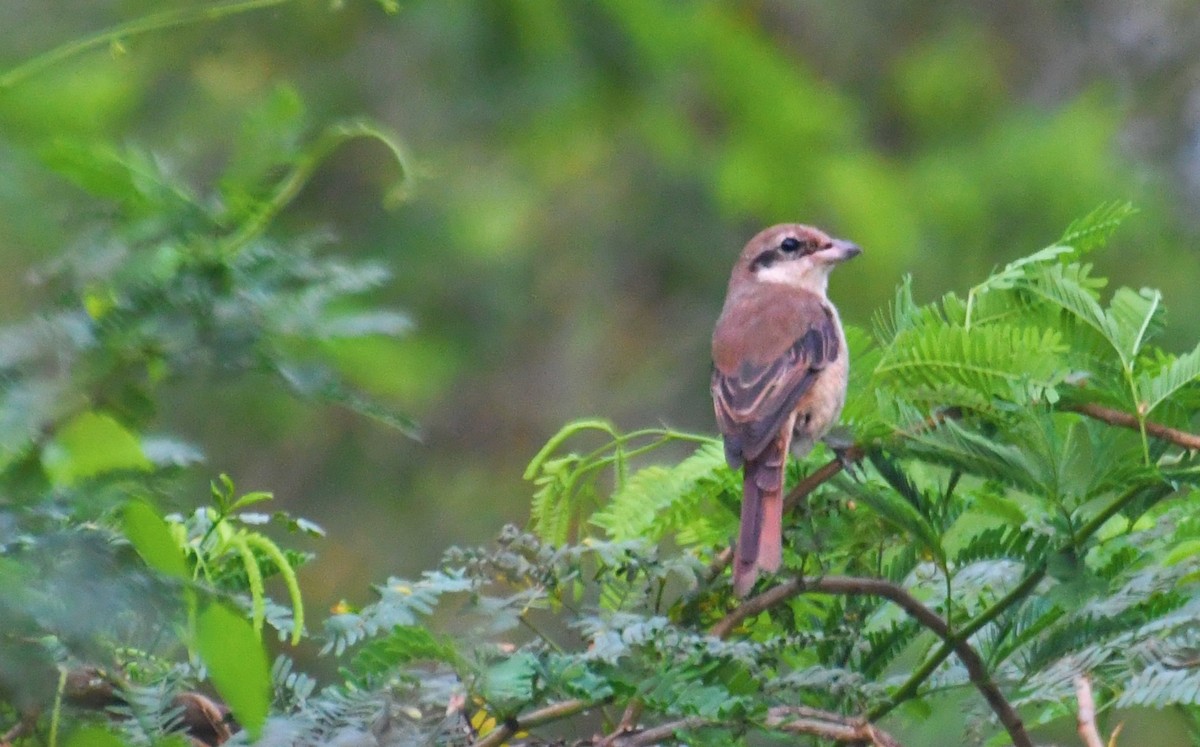 Brown Shrike - ML430833181