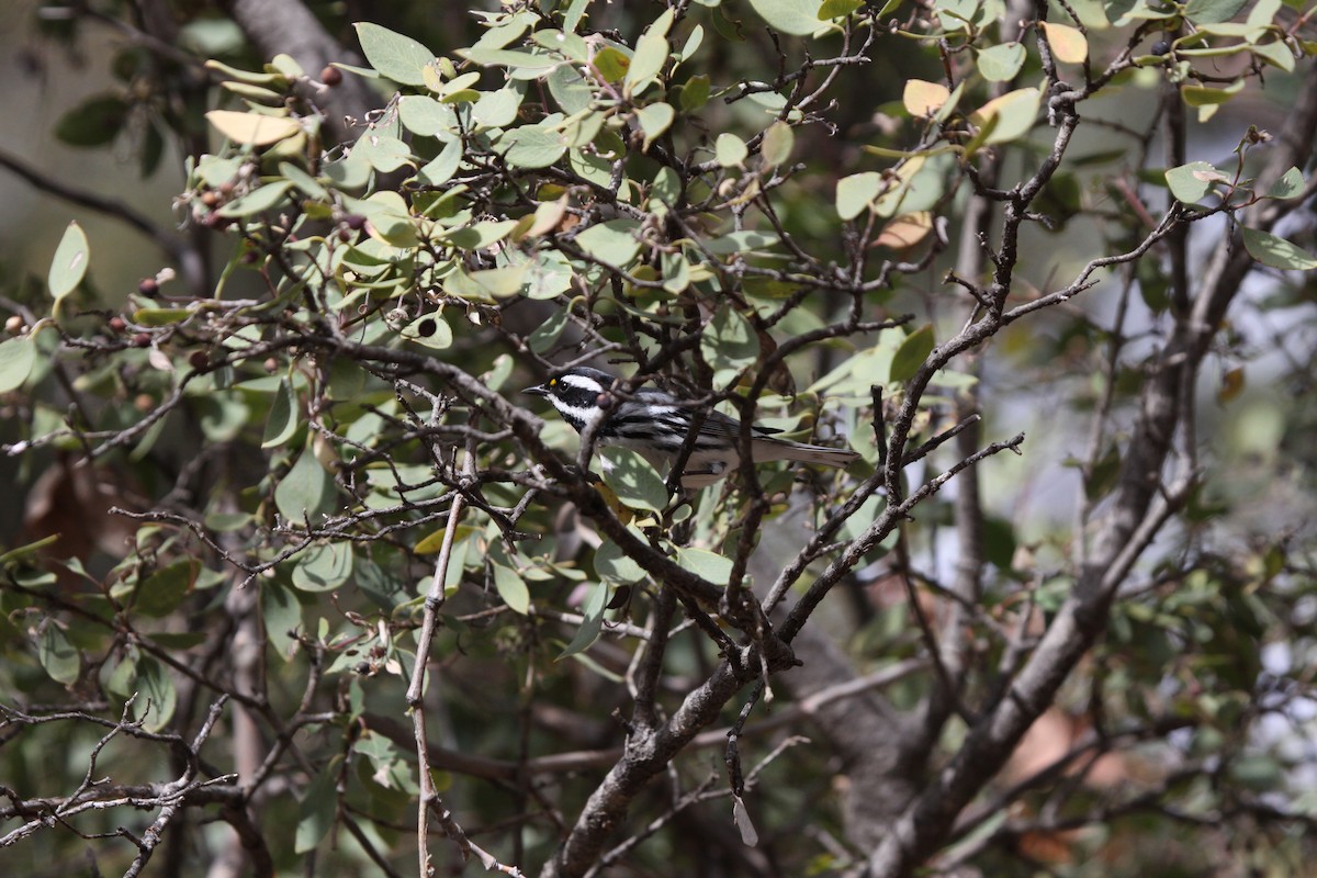 Black-throated Gray Warbler - ML430835171