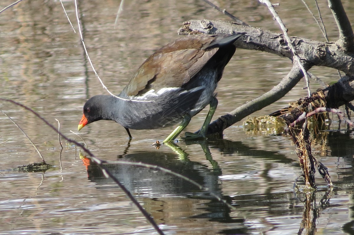 Gallinule d'Amérique - ML430835451