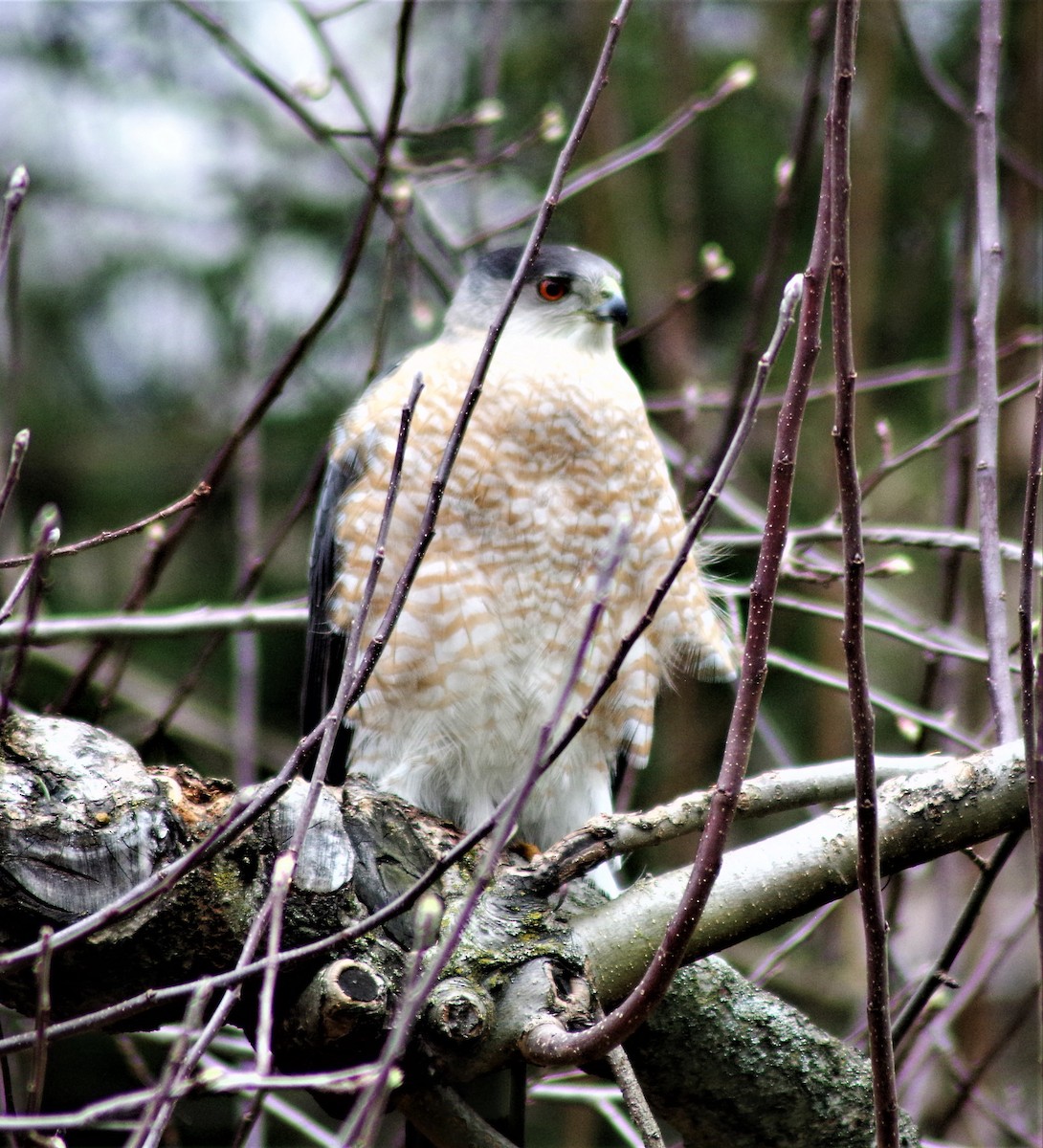 Cooper's Hawk - ML430835591