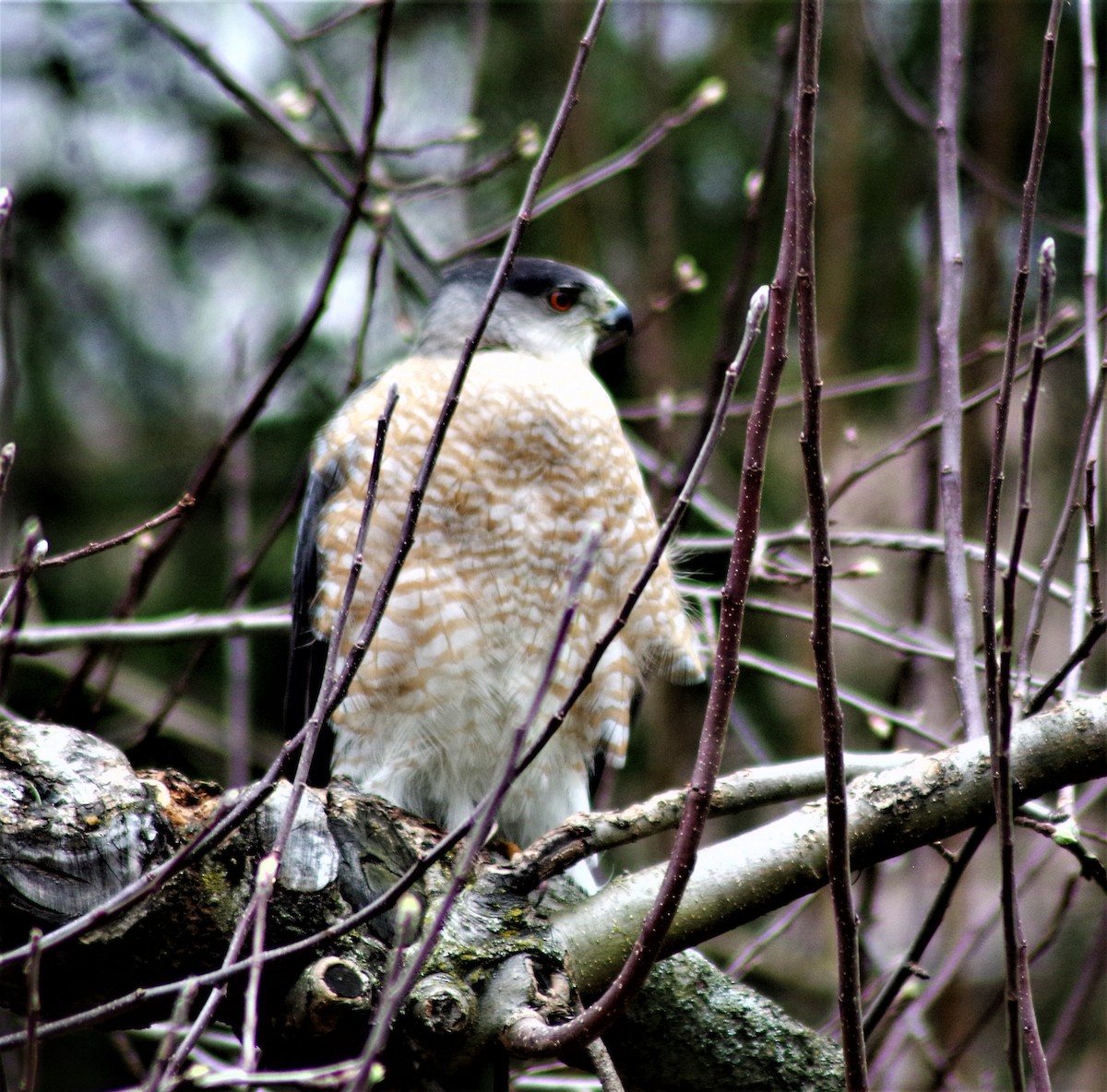 Cooper's Hawk - ML430835611