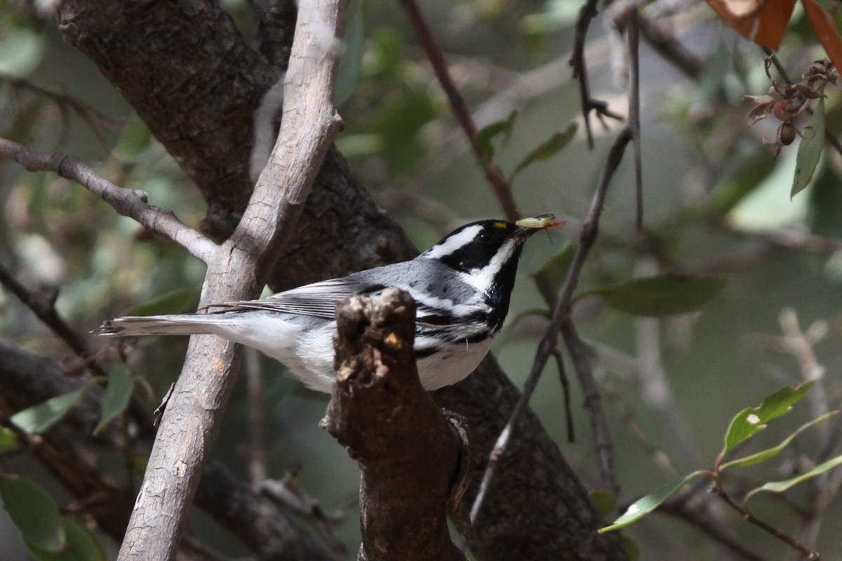 Black-throated Gray Warbler - ML430837051