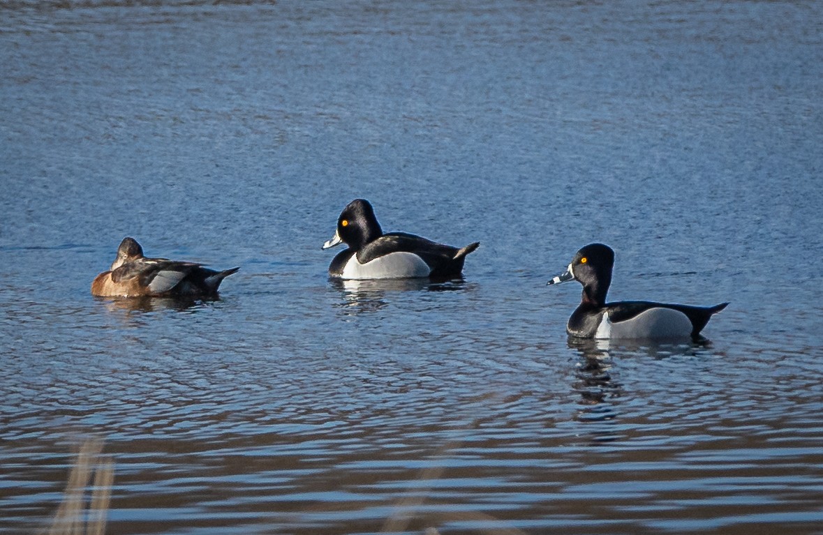 Ring-necked Duck - bj worth