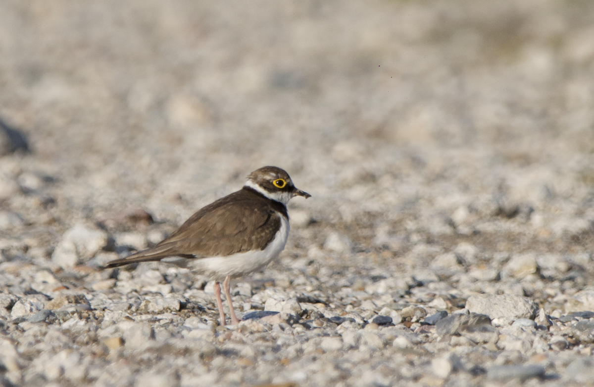 Little Ringed Plover - ML430838051