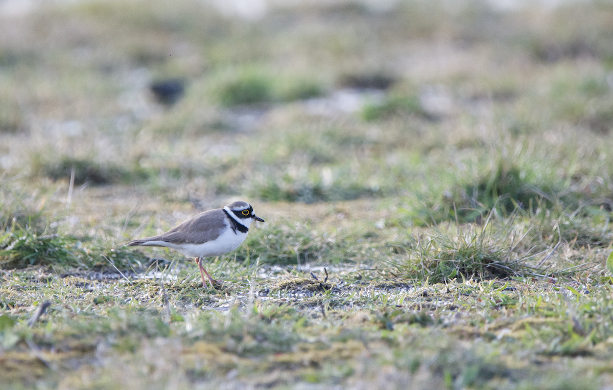 Little Ringed Plover - ML430838561