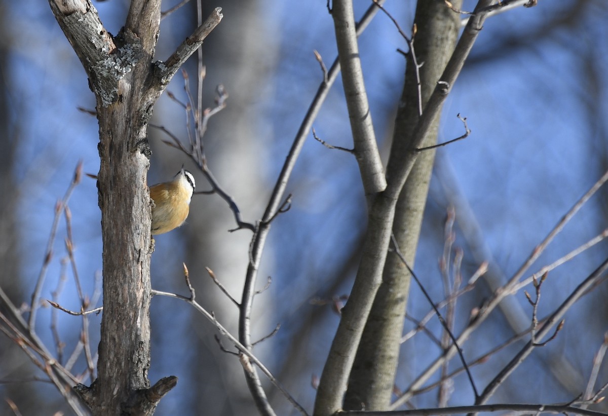 Red-breasted Nuthatch - ML43084061