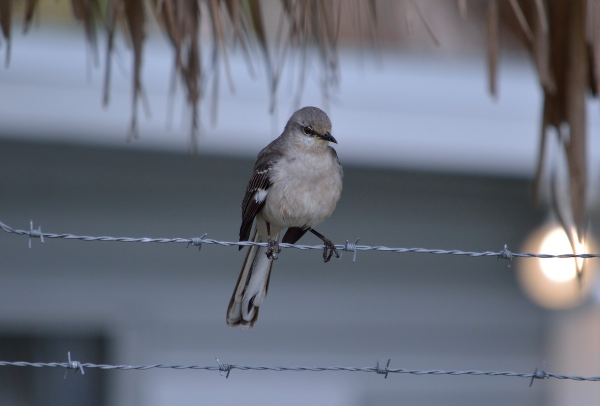 Northern Mockingbird - ML430842551