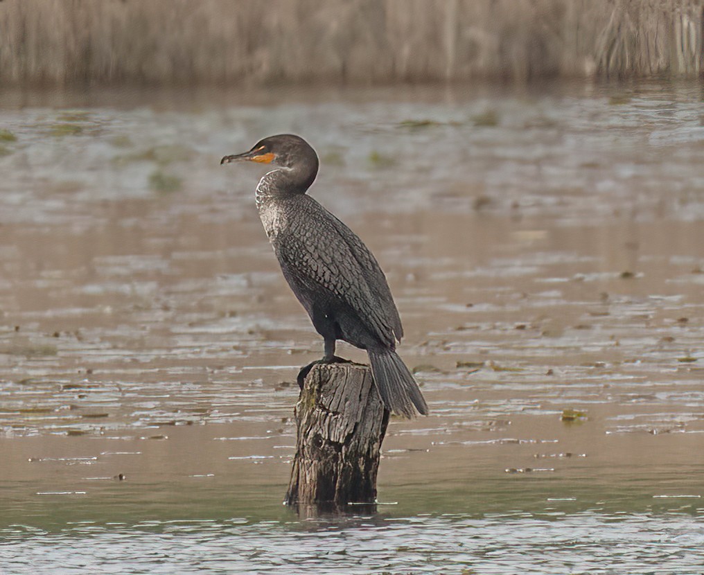 Cormoran à aigrettes - ML430842571