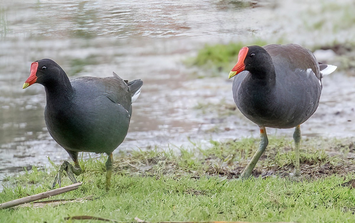 Gallinule d'Amérique - ML430842681