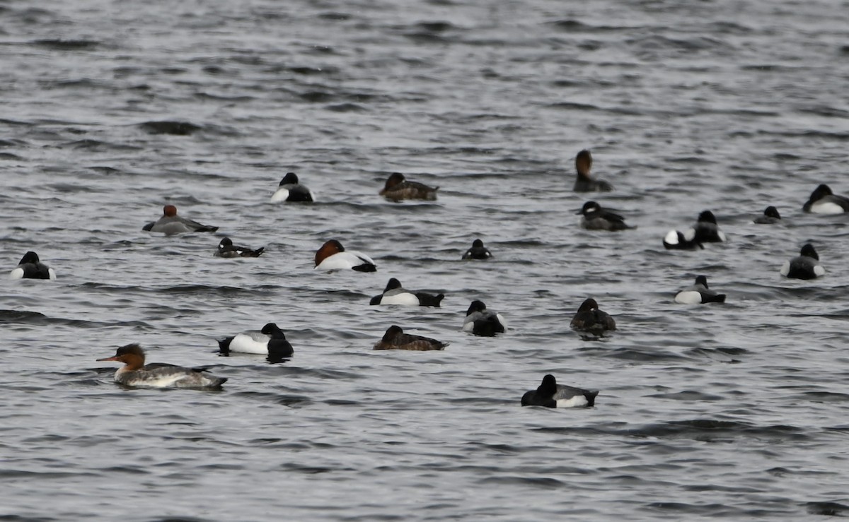 Canvasback - ML430844851