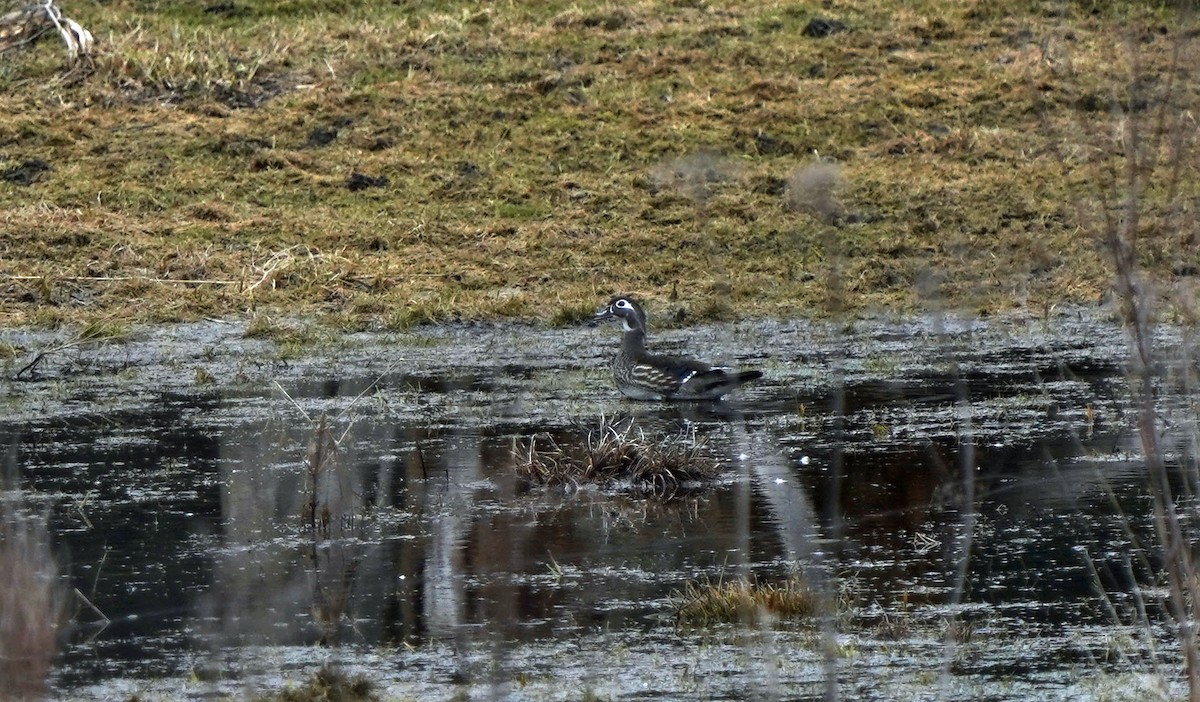 Wood Duck - ML430845921