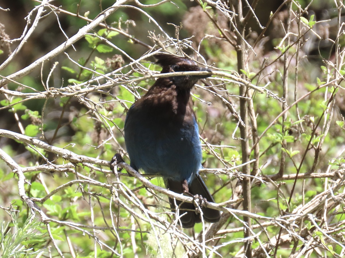 Steller's Jay - ML430846001