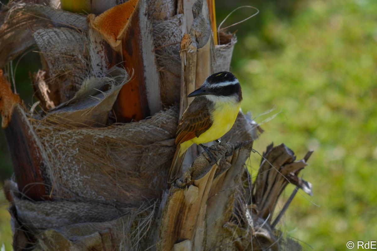 Great Kiskadee - ML430846051