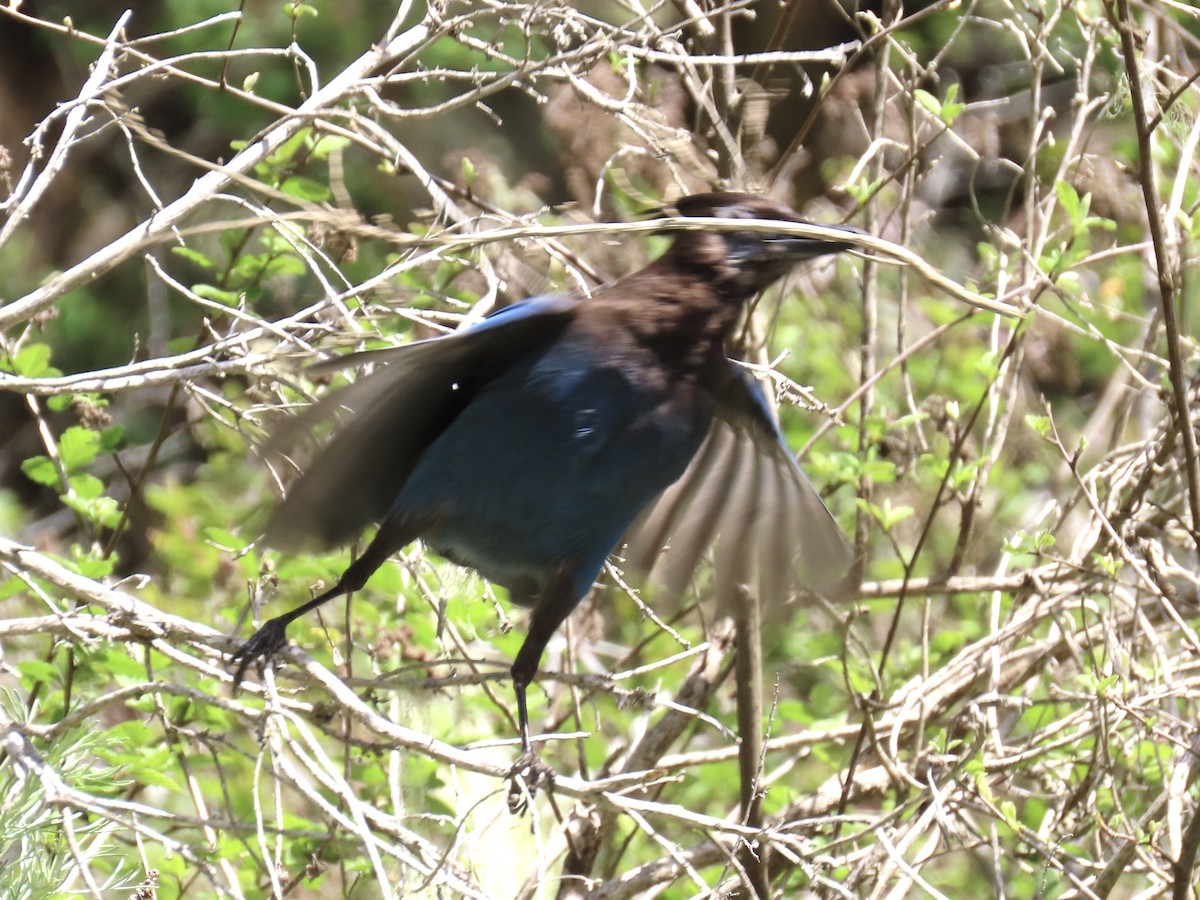 Steller's Jay - ML430846321