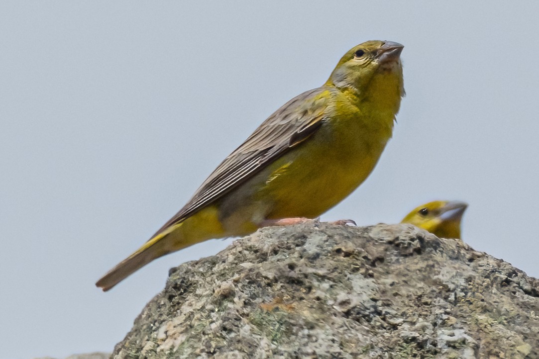 Raimondi's Yellow-Finch - ML430846561