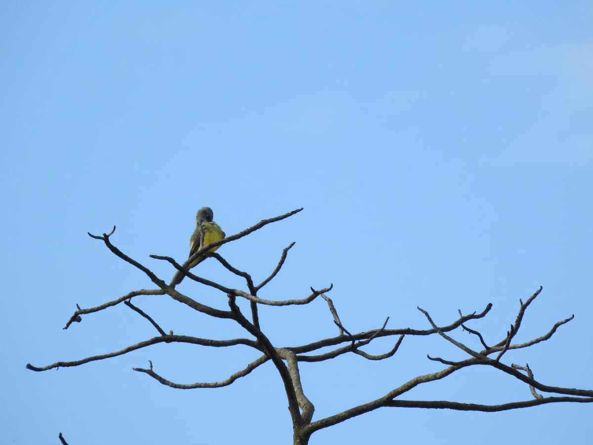 Tropical Kingbird - José Dario Gamboa