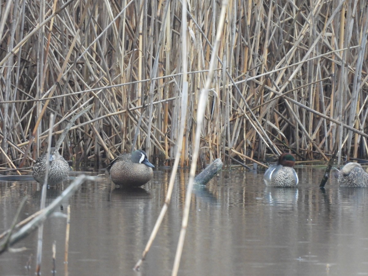 Sarcelle à ailes bleues - ML430847551