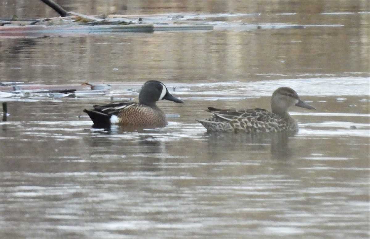 Blue-winged Teal - Jennifer Wilson-Pines