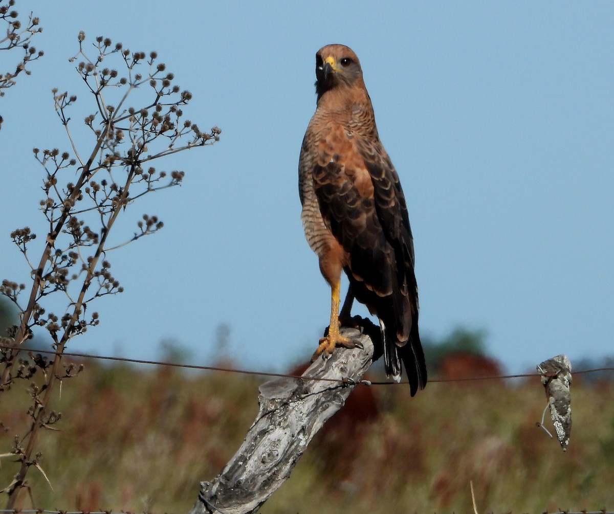 Savanna Hawk - ML430847761