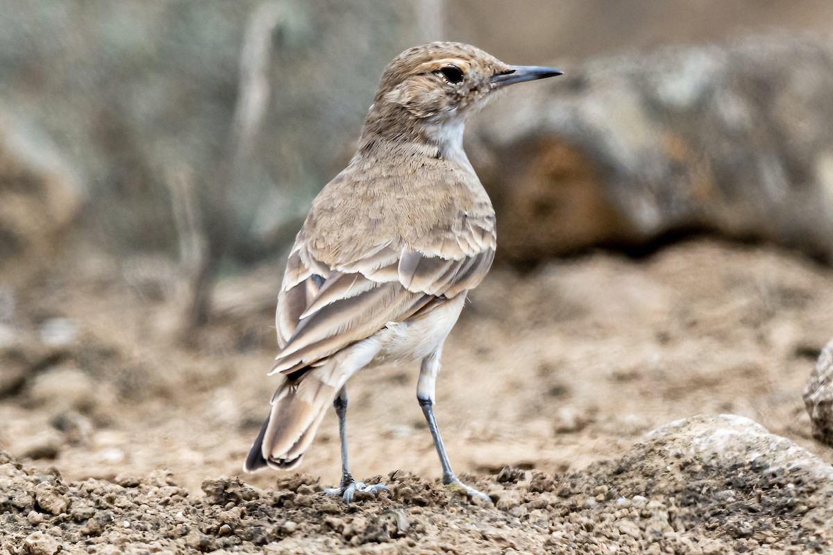 ウミベジカマドドリ - ML430848781