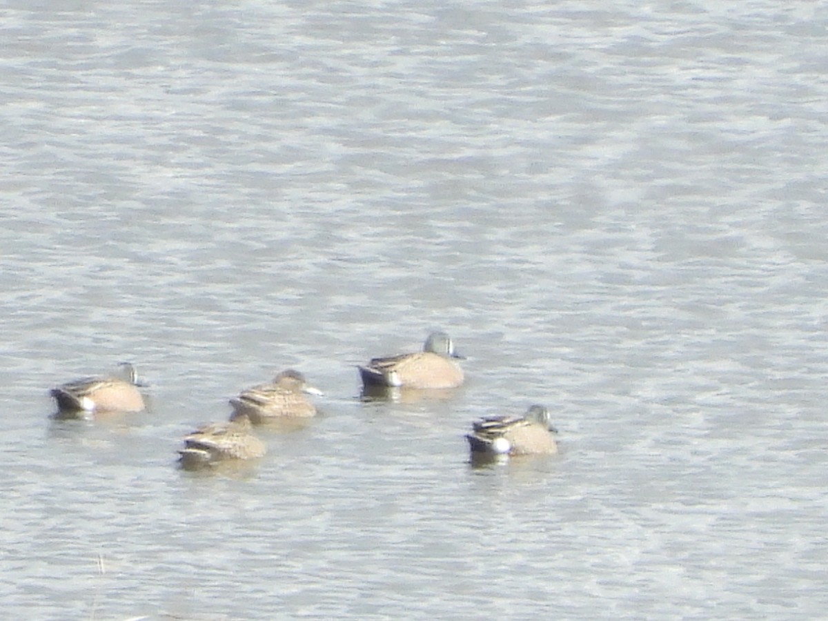 Blue-winged Teal - ML430848941