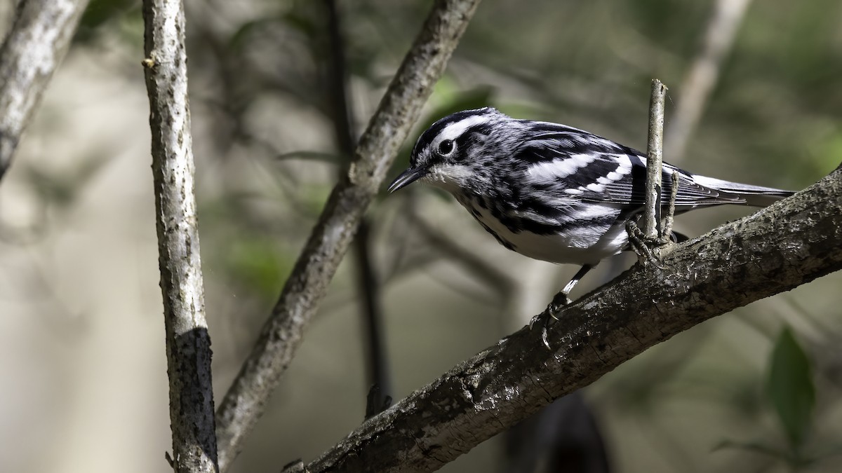 Black-and-white Warbler - ML430853121