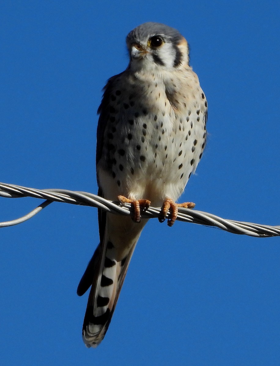 American Kestrel - ML430853221