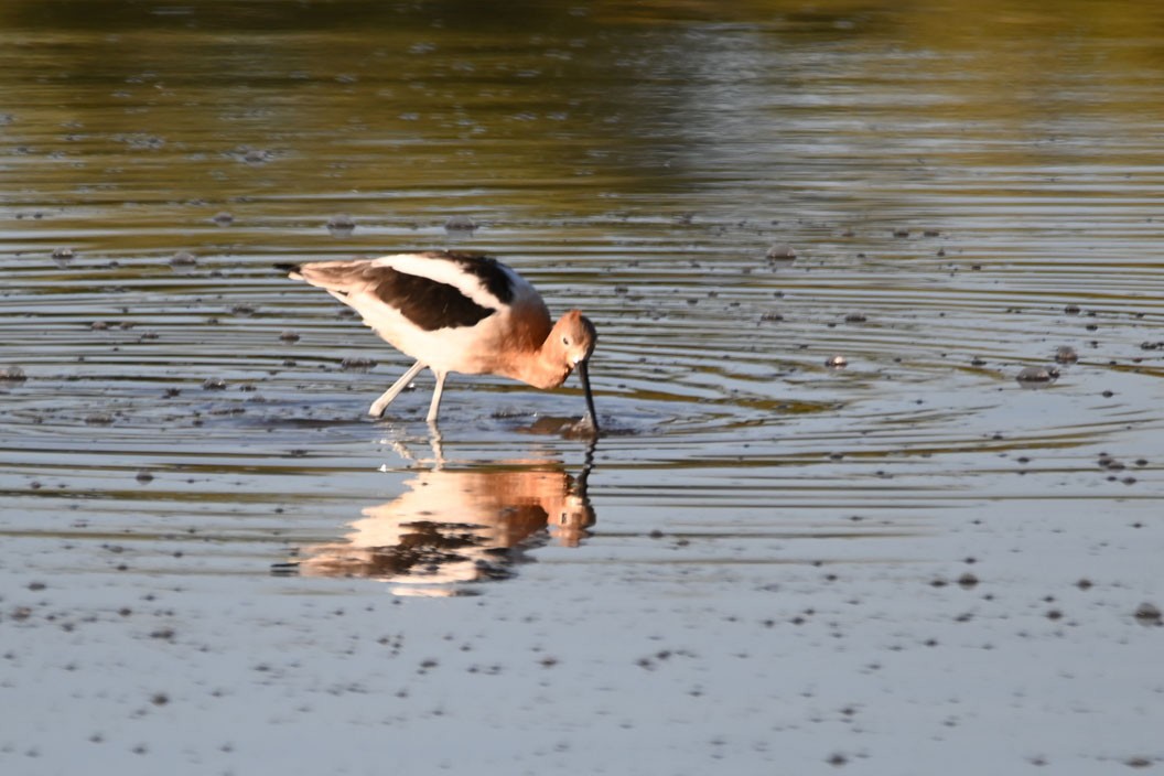 American Avocet - ML430854311