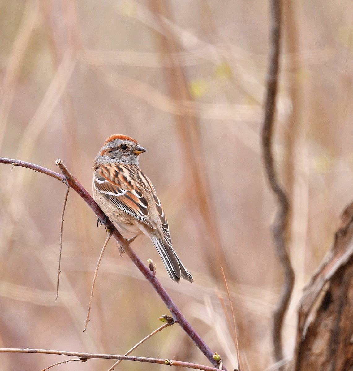 American Tree Sparrow - ML430854641